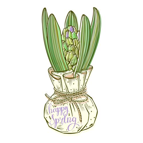Гиацинт. Изображение гиацинт в упаковке с бантиком и надпись happy spring на белом