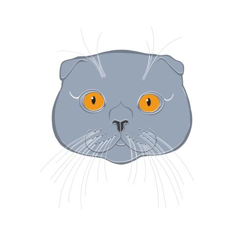 Шотландская вислоухая кошка. Вектор шотландский вислоухий кот, цветная милая мордочка на белом