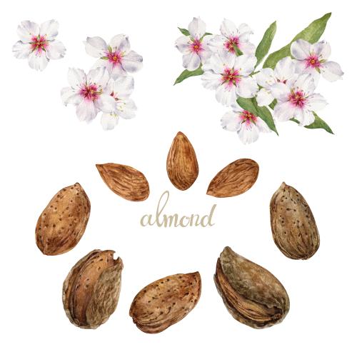 Растровое изображение акварельные цветы и орехи миндаля на белом