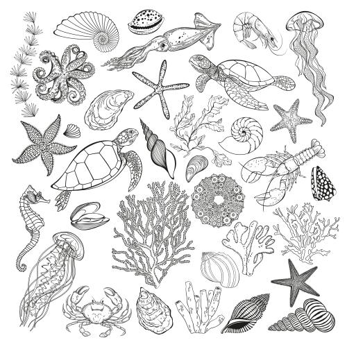Медуза. Изображение морские животные, кораллы, водоросли, морские звезды, ракушки на белом