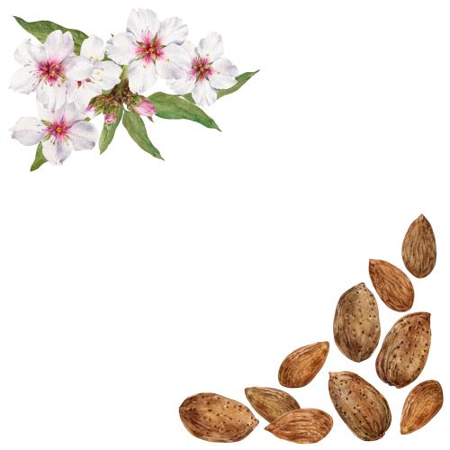 Растровое изображение акварельные миндальные орехи, цветы миндаля, угловая композиция с местом для текста на белом