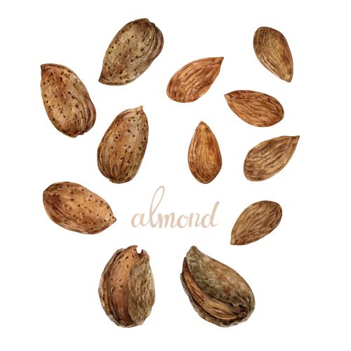 Растровое изображение миндаль, орехи в скорлупе и очищенные