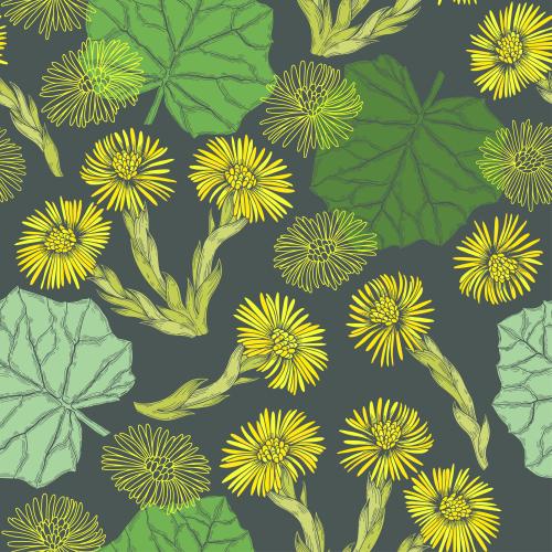 Мать-и-мачеха. Изображение цветы и листья мать-и-мачехи, цветные силуэты на темно-сером