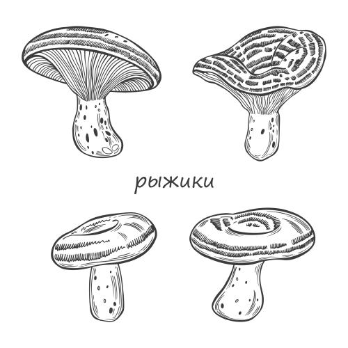Еда. Вектор рыжики, различные варианты грибов на белом