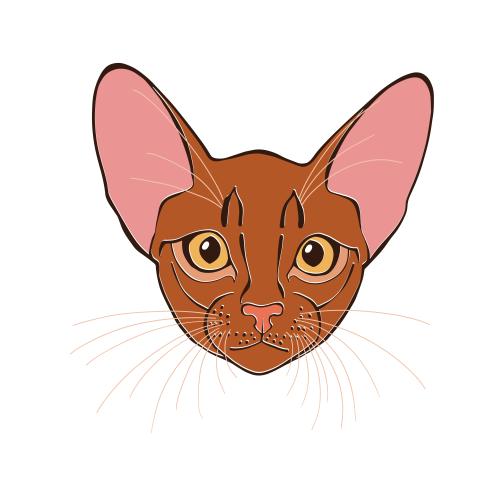 Животные. Вектор абиссинский кот, цветная милая мордочка на белом