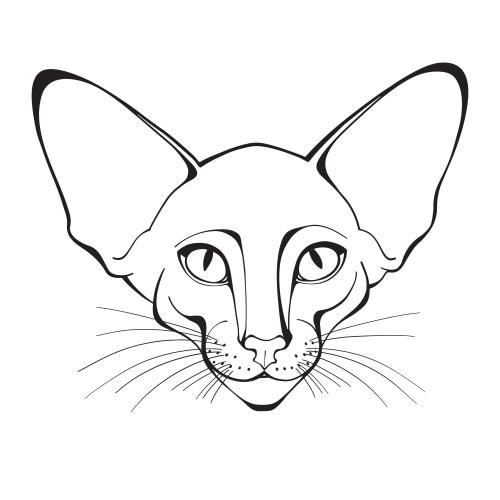 Кот ориентал. Вектор ориентал, кошачья мордочка на белом