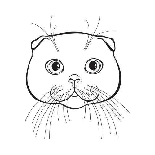 Шотландская вислоухая кошка. Вектор шотландский вислоухий кот, милая мордочка на белом