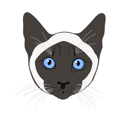 Сиамский кот. Вектор сиамский кот, цветная милая мордочка на белом