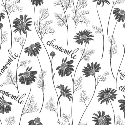 Изображение черные силуэты ромашек и надписи chamomile на белом