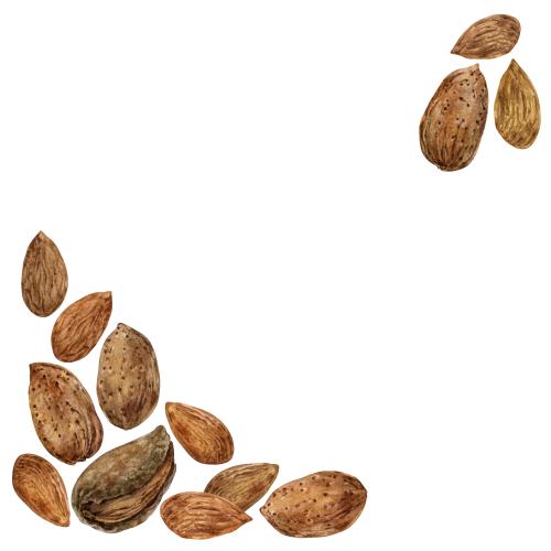 Орех. Иллюстрация акварельные миндальные орехи, угловая композиция с местом для текста на белом