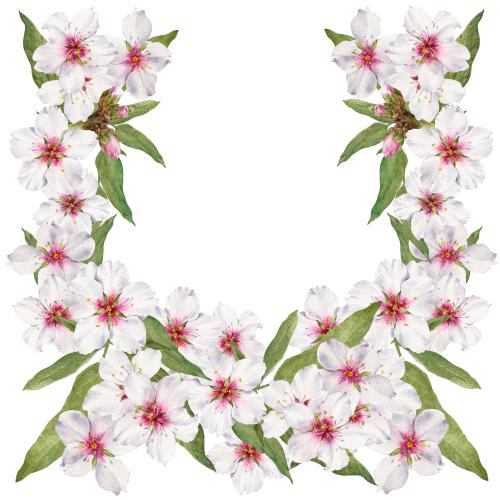 Растровое изображение цветы миндаля, ботаническая композиция с местом для текста на белом