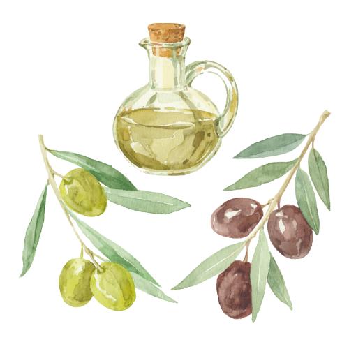 Масло. Изображение две оливковых веточки, бутылка с маслом на белом