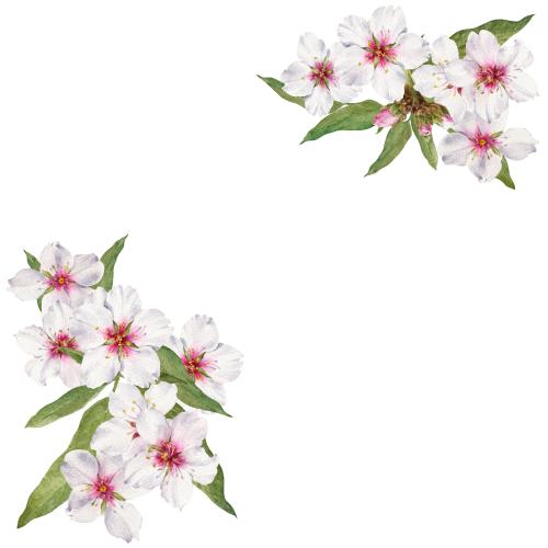 Растровое изображение цветущий миндаль, угловая ботаническая композиция с местом для текста на белом