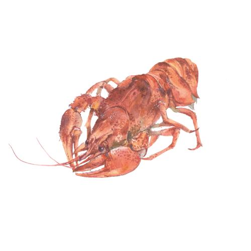 Растровое изображение вареный акварельный рак на белом