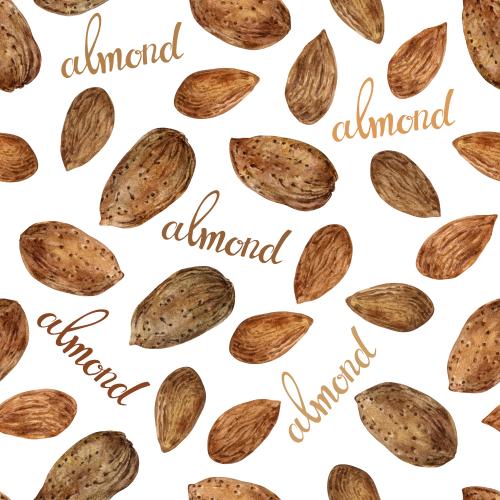 Миндаль. Вектор акварельные орехи миндаля и разноцветные надписи almond на белом