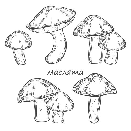 Изображение маслята, различные варианты грибов на белом