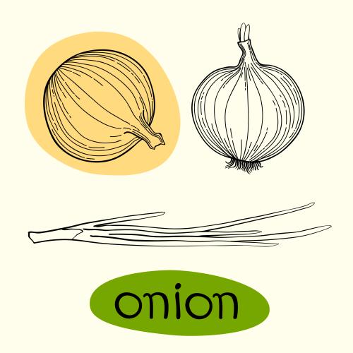Лук. Изображение репчатый лук, изолированные элементы на белом и надпись onion