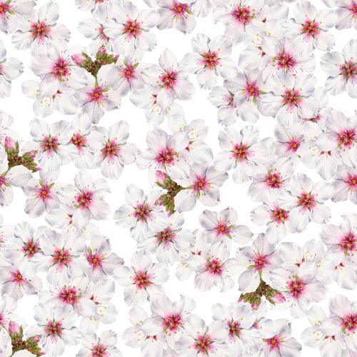 Миндаль. Вектор цветущий миндаль, акварель на белом