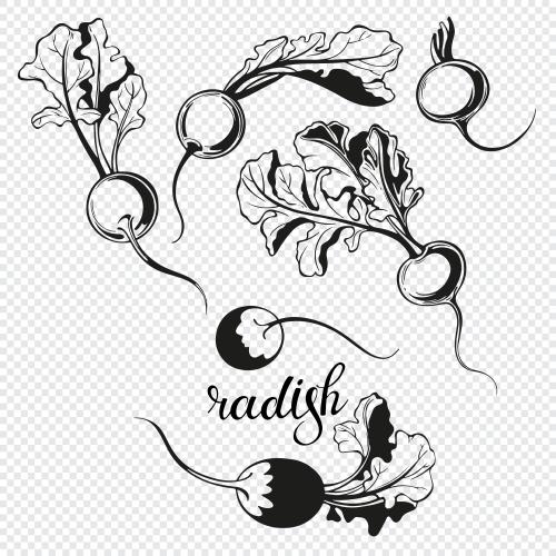 Векторное изображение редиска, шесть изолированных элементов