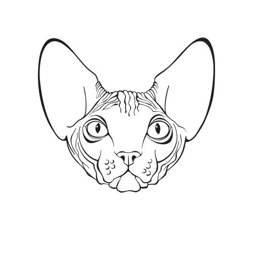 Сфинкс кот. Вектор кот сфинкс, милая мордочка на белом