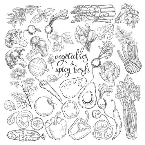 Векторное изображение овощи и кулинарные травы, черные контуры на белом